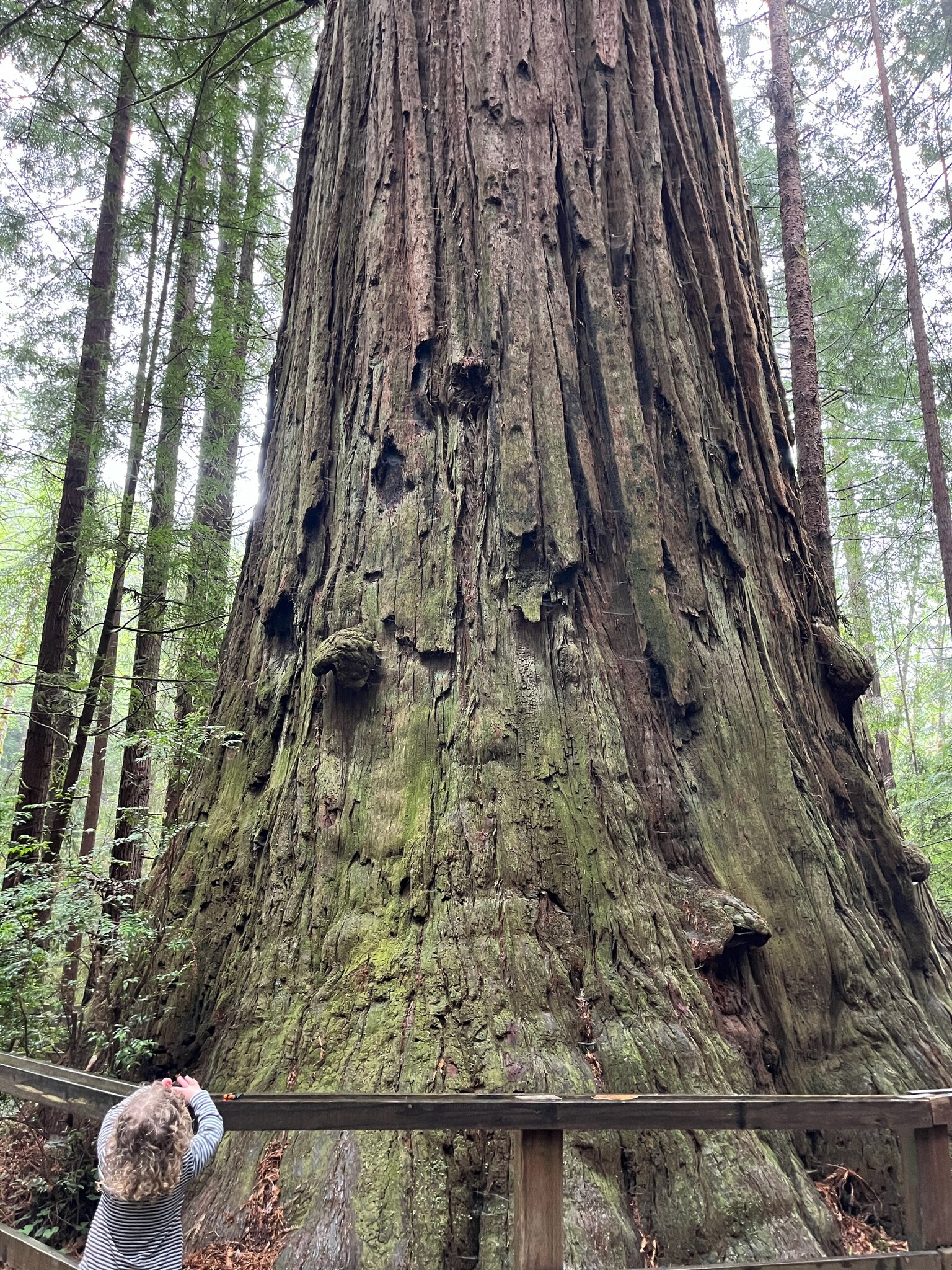 mystery of trees