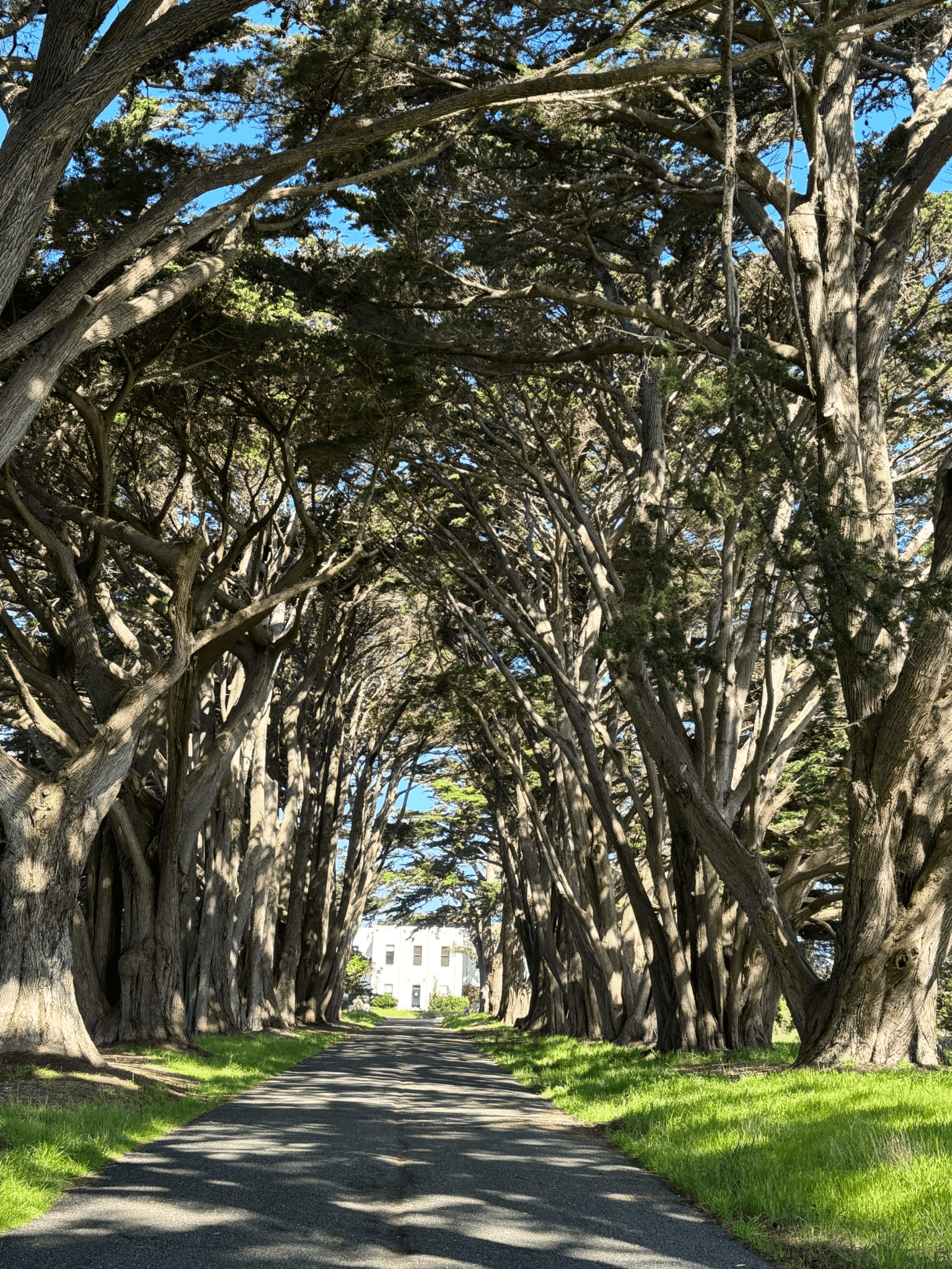 cypress Point reyes