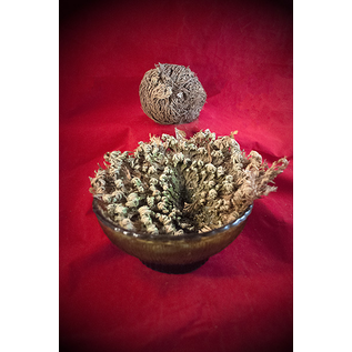 Loose Rose of Jericho