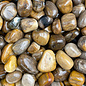 Stone Spinner Petrified Wood