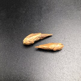 Adam and Adam Root