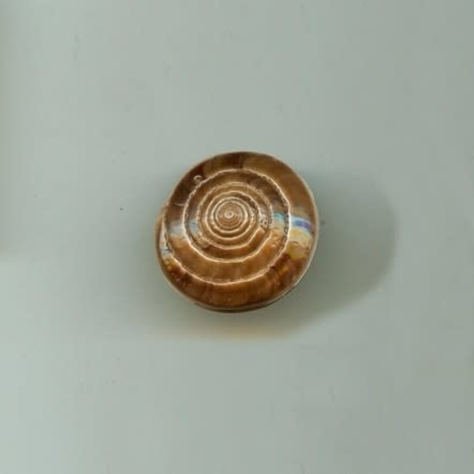 Brown Swirl Cone Shell Bead  Small