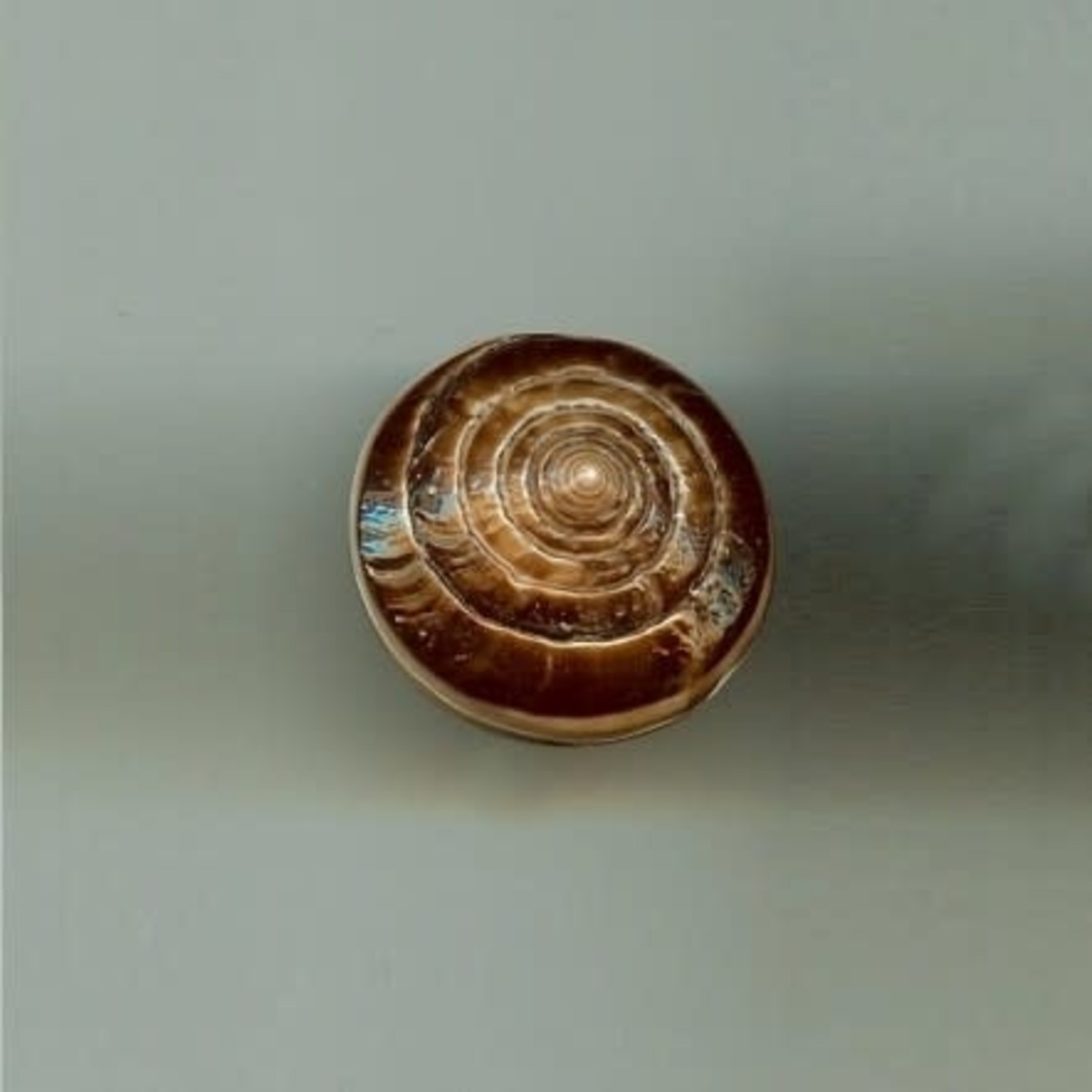 Brown Swirl Cone Shell Bead Medium