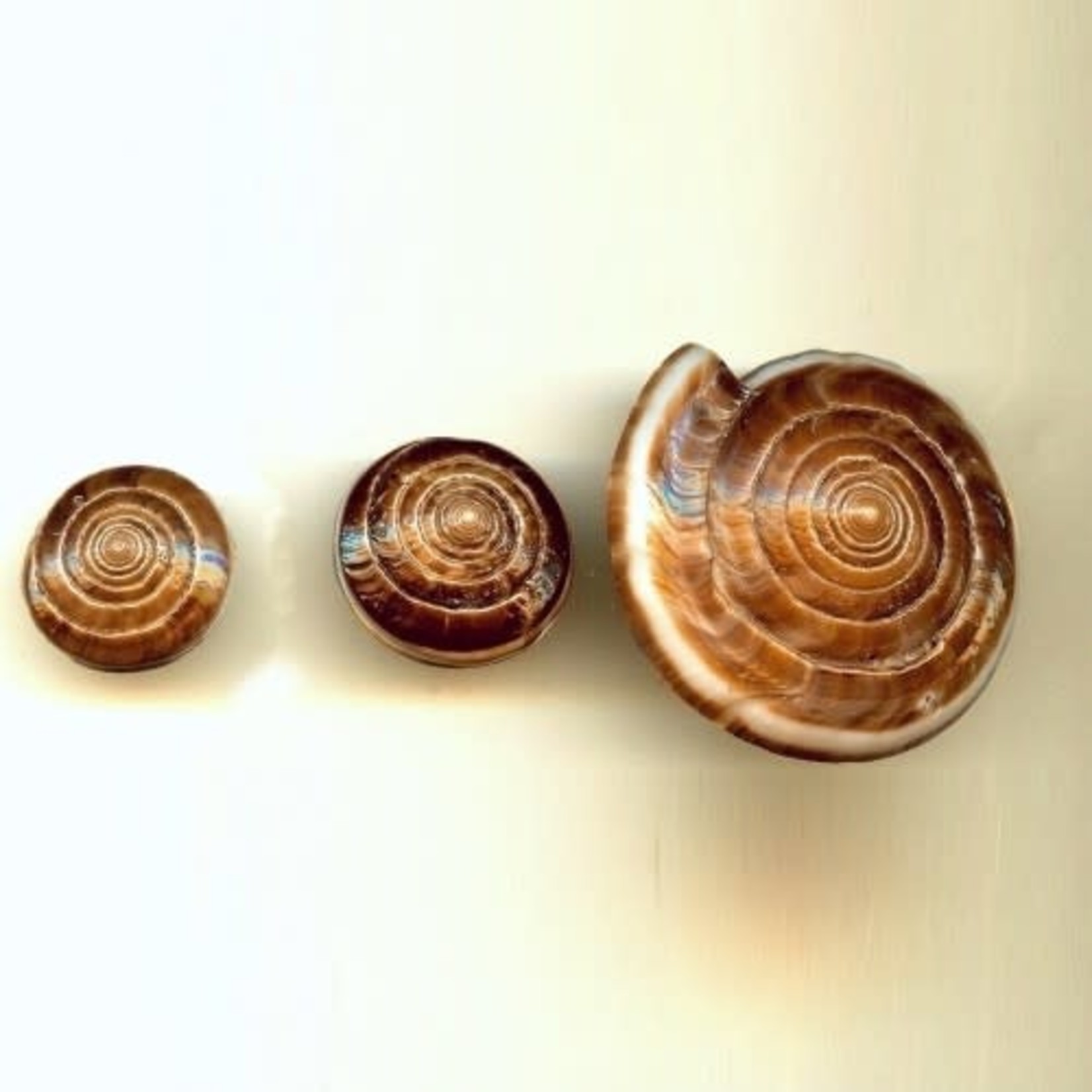 Brown Swirl Cone Shell Bead Medium