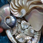 Osmena Nautilus Shell Heart with Ridges Bead Strand