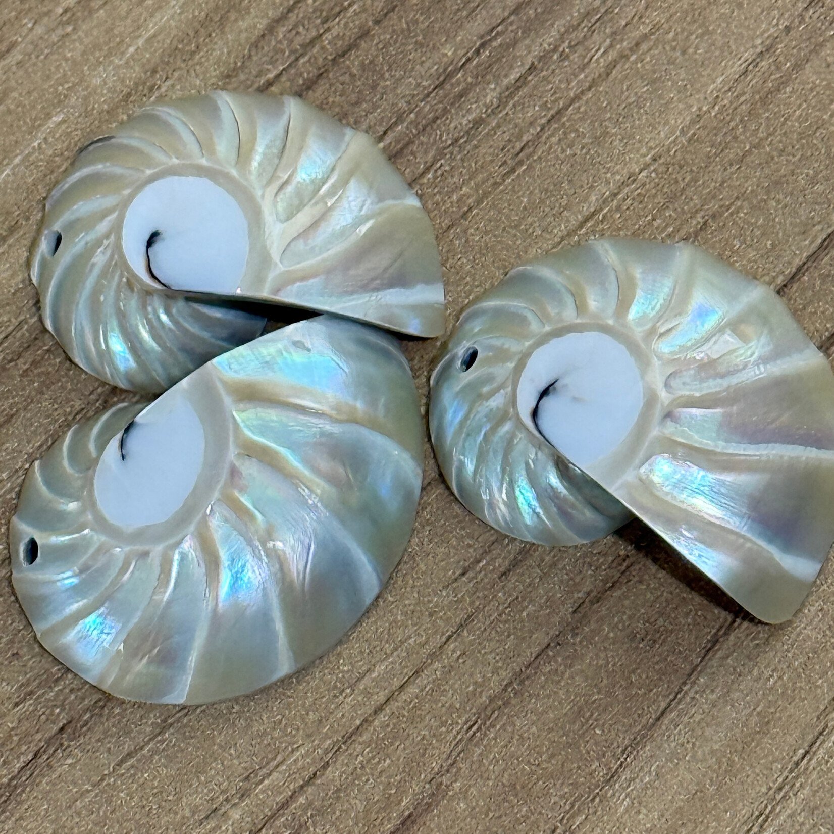 Nautilus Shell 31x24mm Pendant
