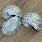 Shell & Wood Pendants