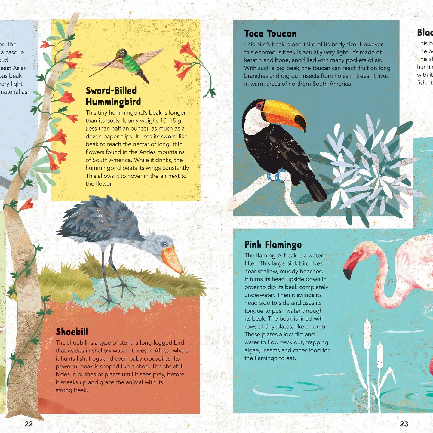 Barefoot Books Books Barefoot Books Incredible Animals Hardcover