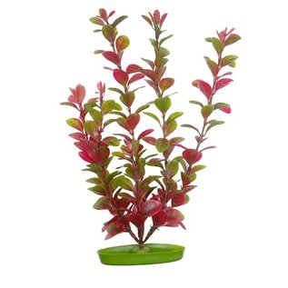 Marina Marina AquaScaper Red Ludwigia 12"