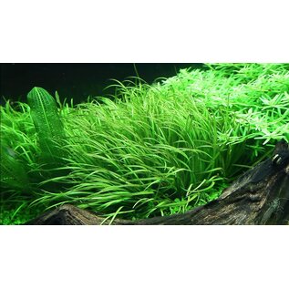 Tropica Blyxa japonica