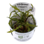 Tropica Cryptocoryne crispatula