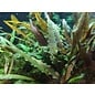 Tropica Cryptocoryne undulatus 'Broad Leaf'