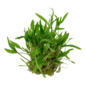 Tropica Cryptocoryne wendtii 'Green'