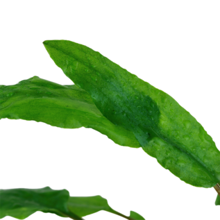 Tropica Cryptocoryne wendtii 'Green'