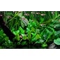 Tropica Cryptocoryne wendtii 'Green'