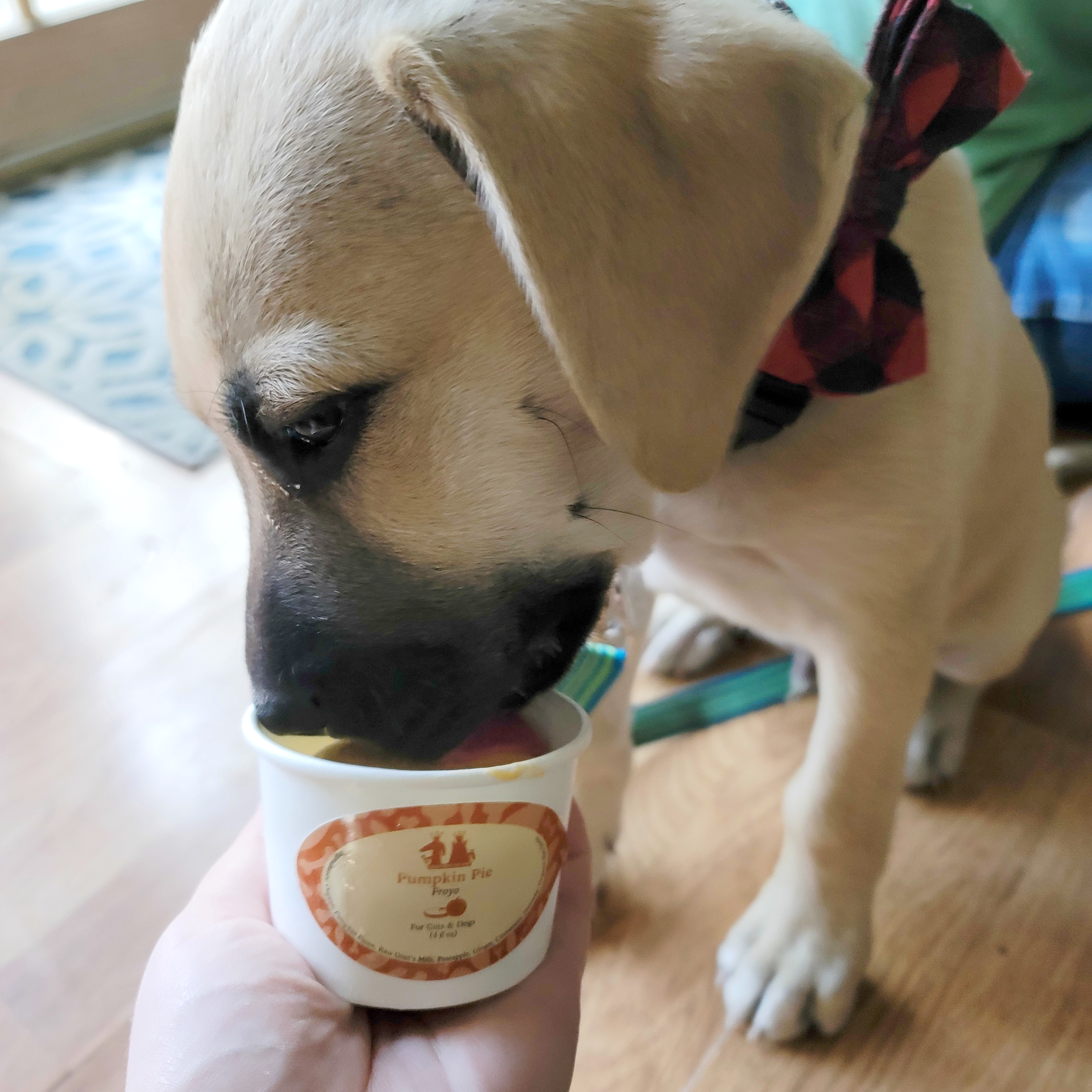 puppy eating LDFC froyo