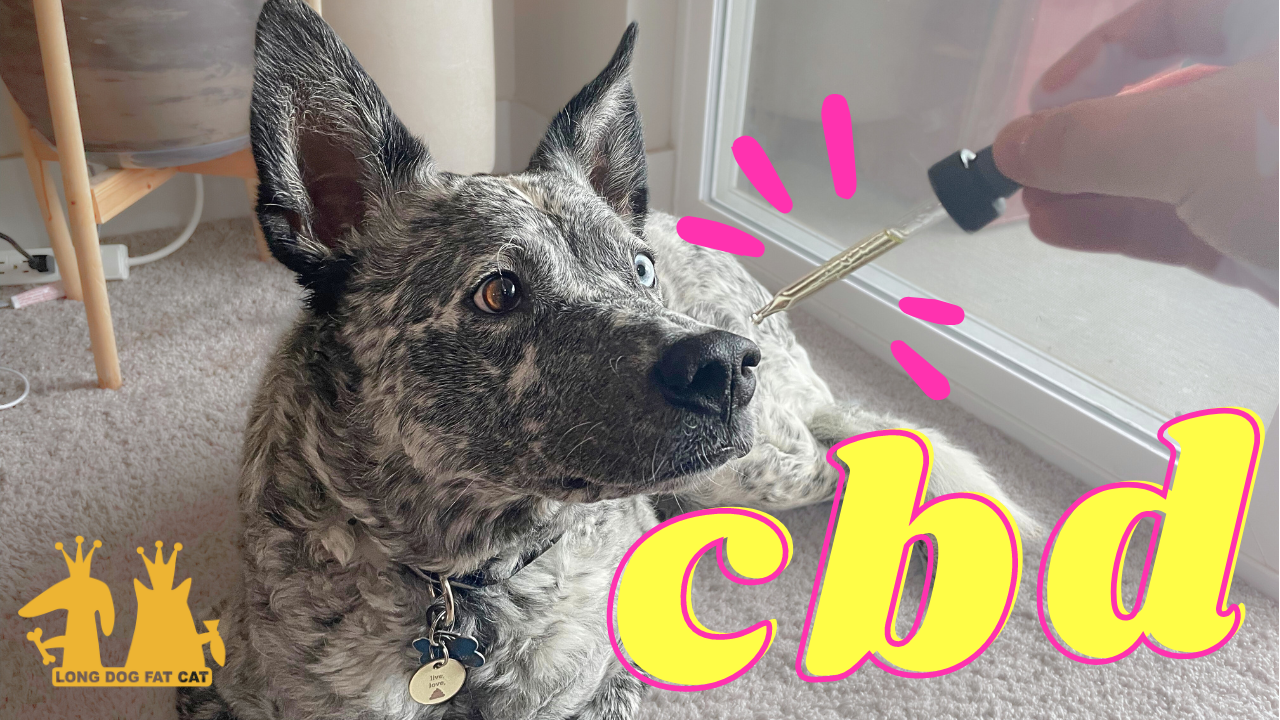 Relieving Pet Anxiety - CBD & more!