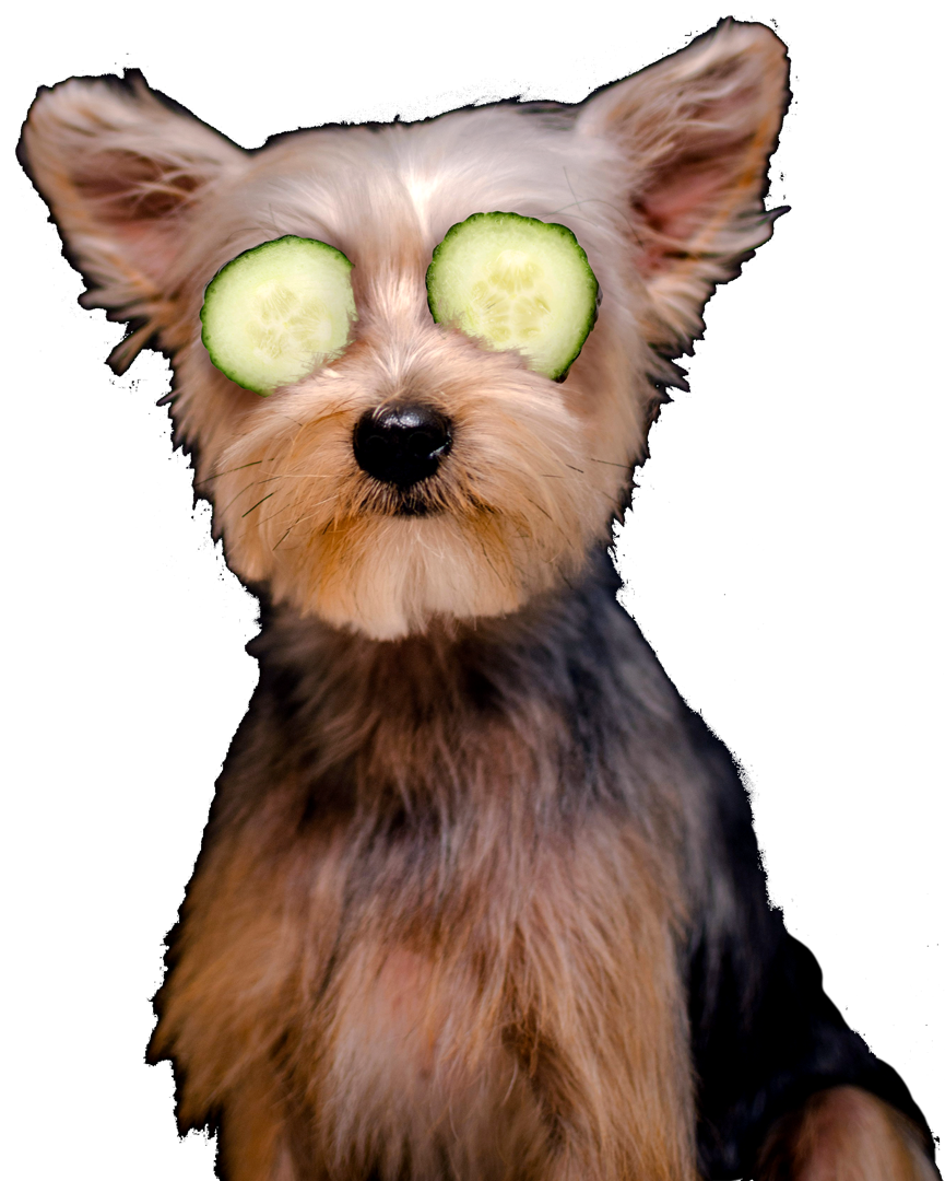 Spa day for your dog