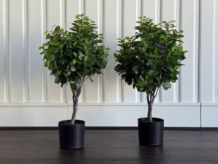 Italian Ficus Single Ball Topiary - WNW
