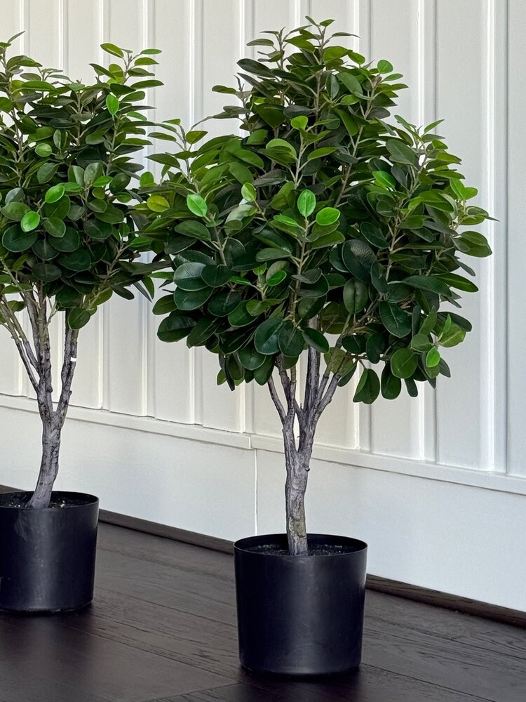 Italian Ficus Single Ball Topiary - WNW