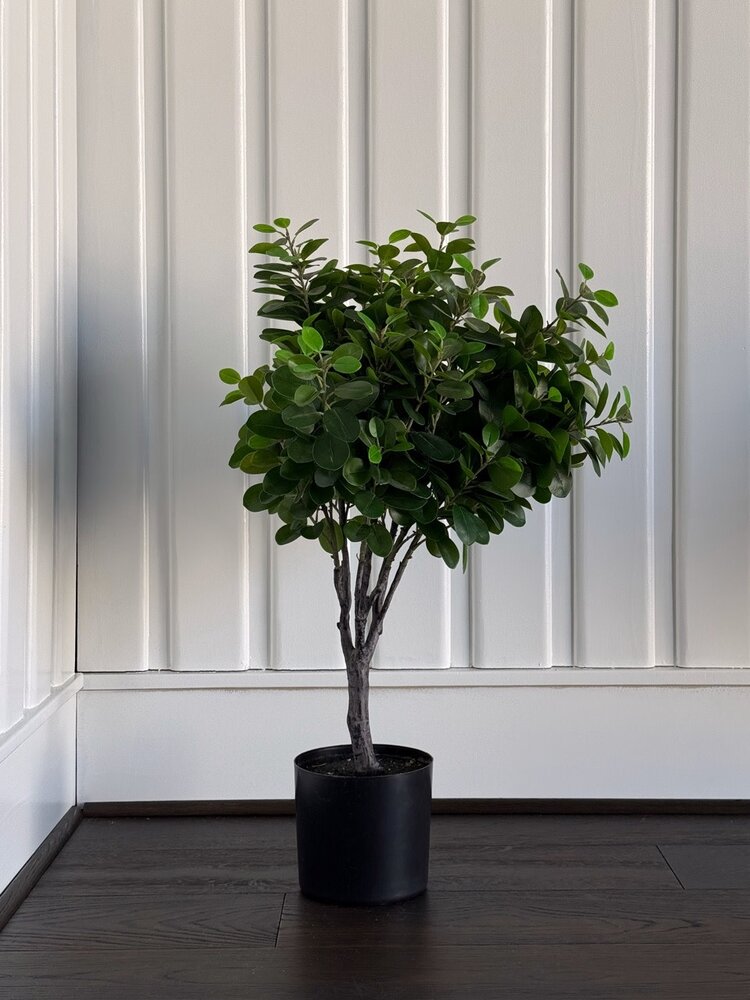 Italian Ficus Single Ball Topiary - WNW
