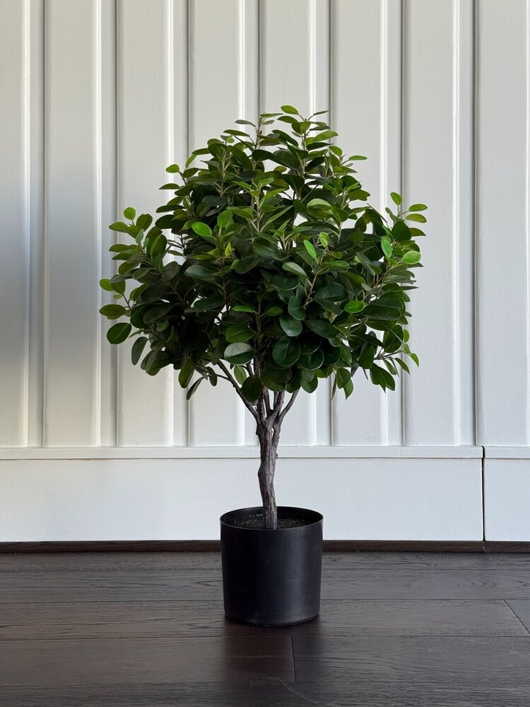 Italian Ficus Single Ball Topiary - WNW