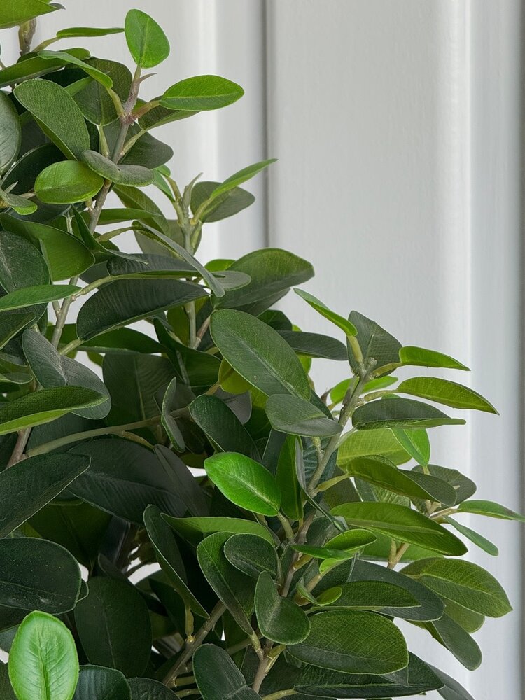 Italian Ficus Single Ball Topiary - WNW