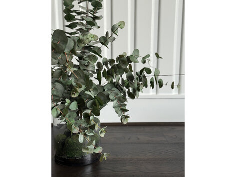 Eucalyptus In Vase - AS