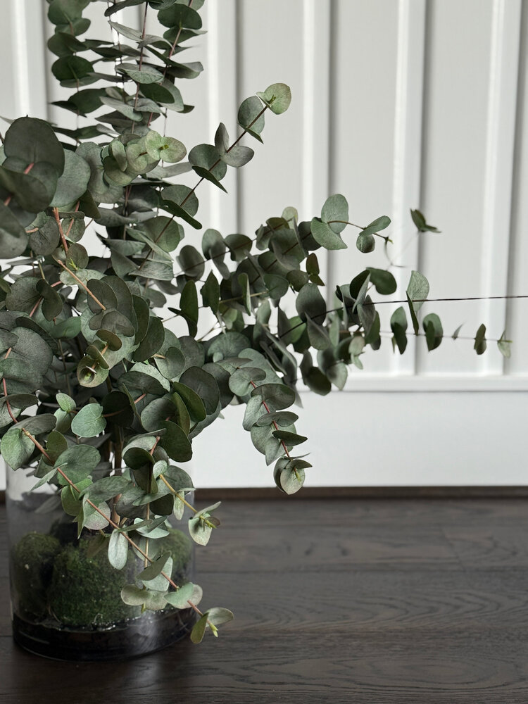 Eucalyptus In Vase - AS