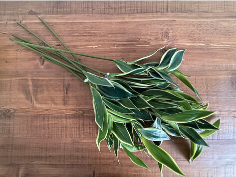 28" Corn Plant Spray - AB