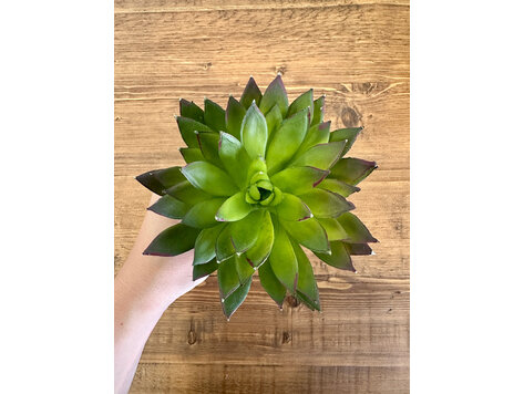 Mixed Succulent Bundle - SAI