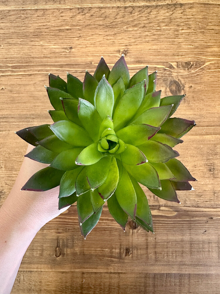 Mixed Succulent Bundle - SAI