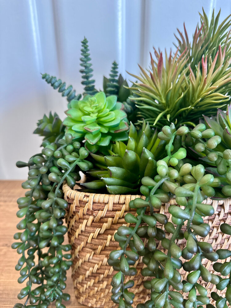 Spike Succulent Rosette - SAI