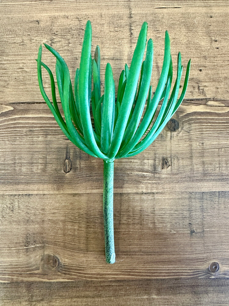 Spike Succulent Rosette - SAI