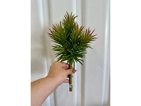 Green Burgundy Needle Succulent - SAI