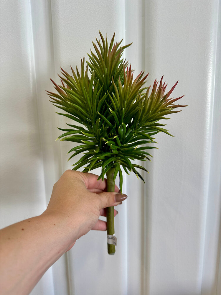 Green Burgundy Needle Succulent - SAI