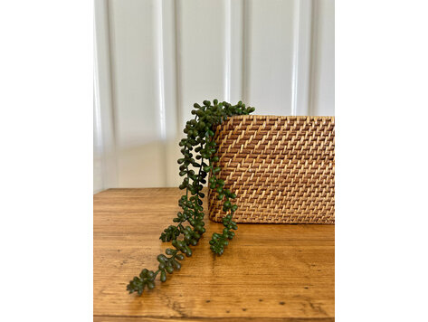 20" Baby Tears Vine - SAI