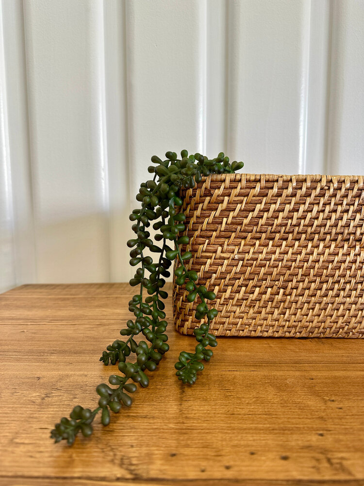 20" Baby Tears Vine - SAI