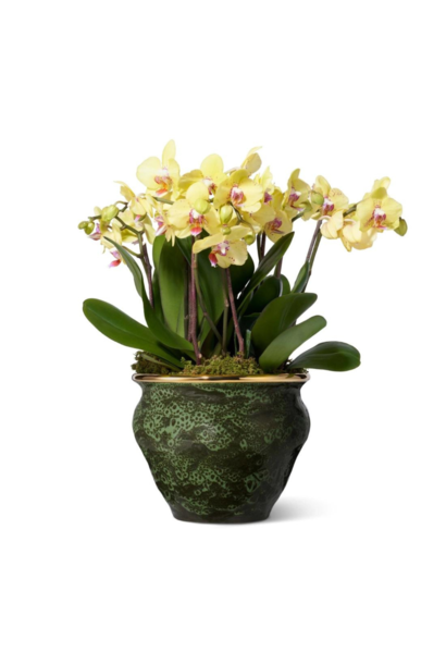 AERIN - Rimara Cachepot - Cypress