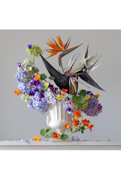 Emma Bass - Bird of Paradise