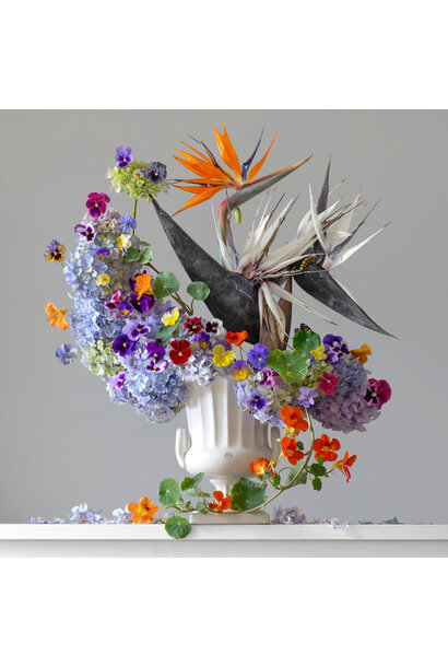 Emma Bass - Bird of Paradise