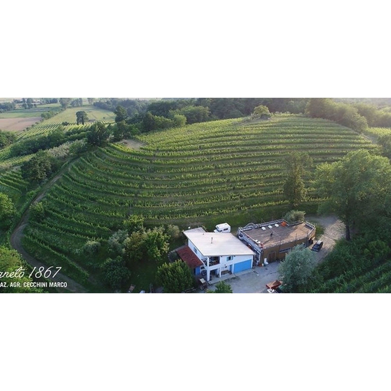 Wine Marco Cecchini Friulano DOC 2019