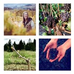 Wine The Color Collector Gamay Noir Columbia Gorge 2024