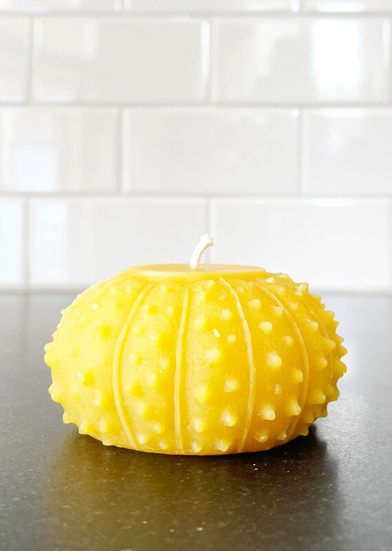 Artifaqt Artifaqt Sea Urchin  Beeswax Candle