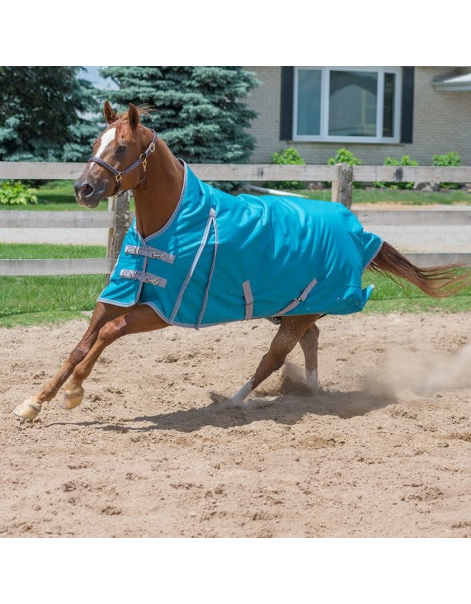 Canadian Horsewear 300gm Turnout