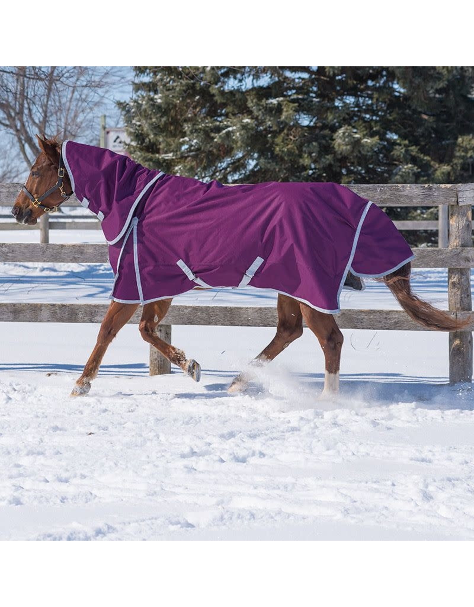 Canadian Horsewear Canadian Horsewear 160gm Insulated Rainsheet - 72” Plum Diablo