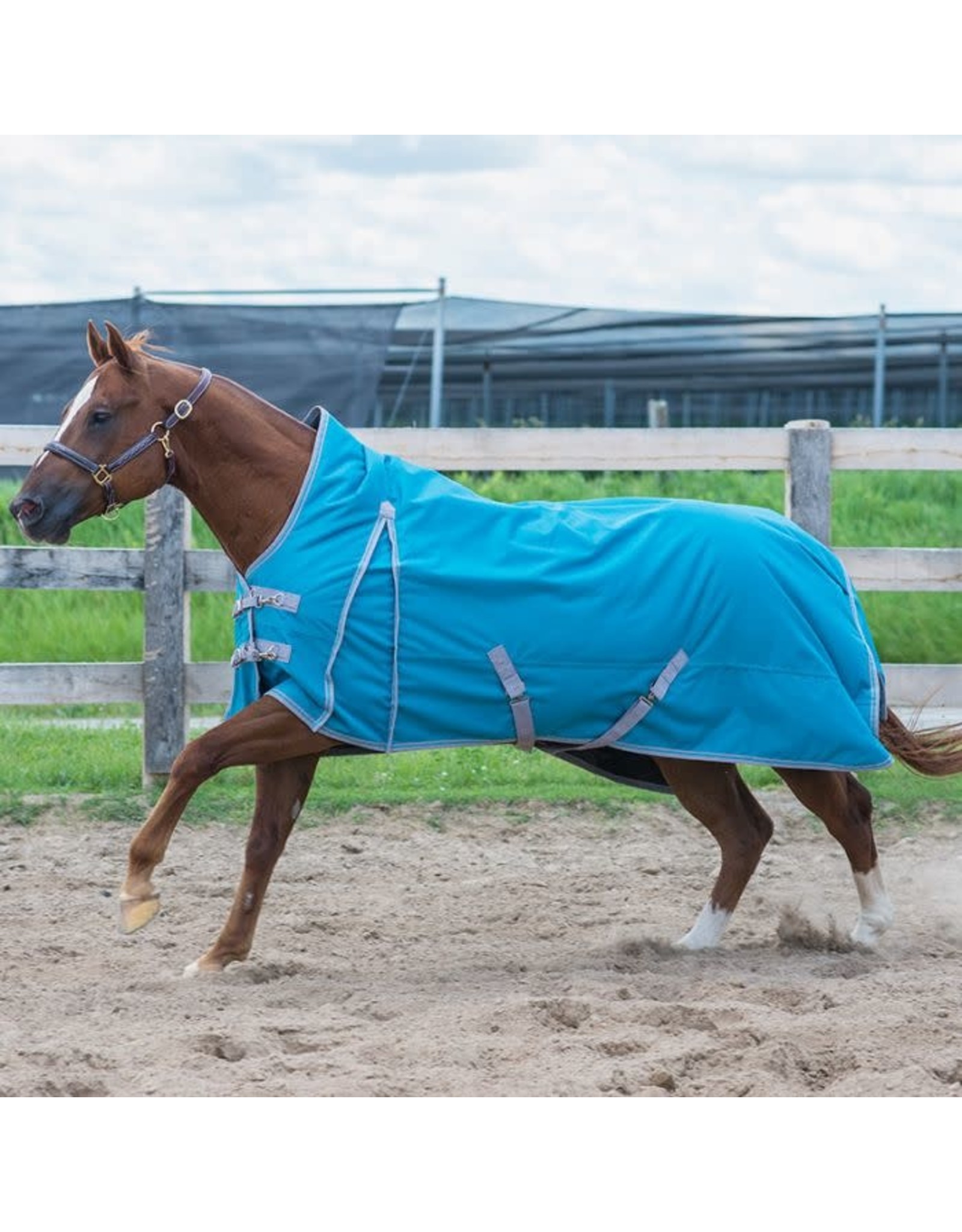 Canadian Horsewear Canadian Horsewear 160gm Insulated Rainsheet - 81” Meridian