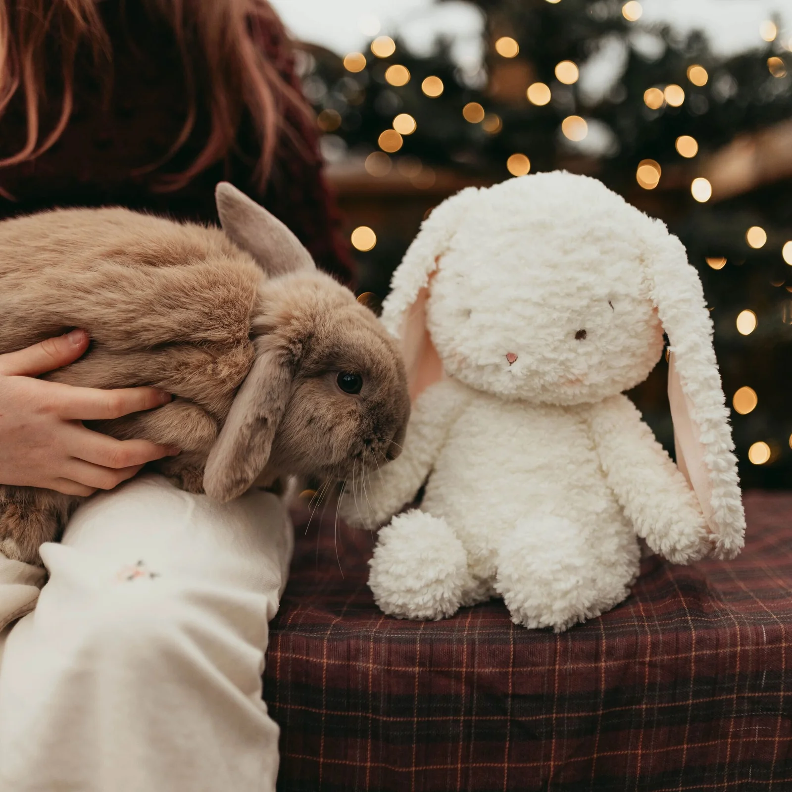 Bunnies by the Bay Bunnies by the Bay Snowball the Bunny