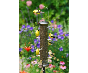 ASP403 Large Brass Nyjer Feeder - The Birdhouse Nature Store