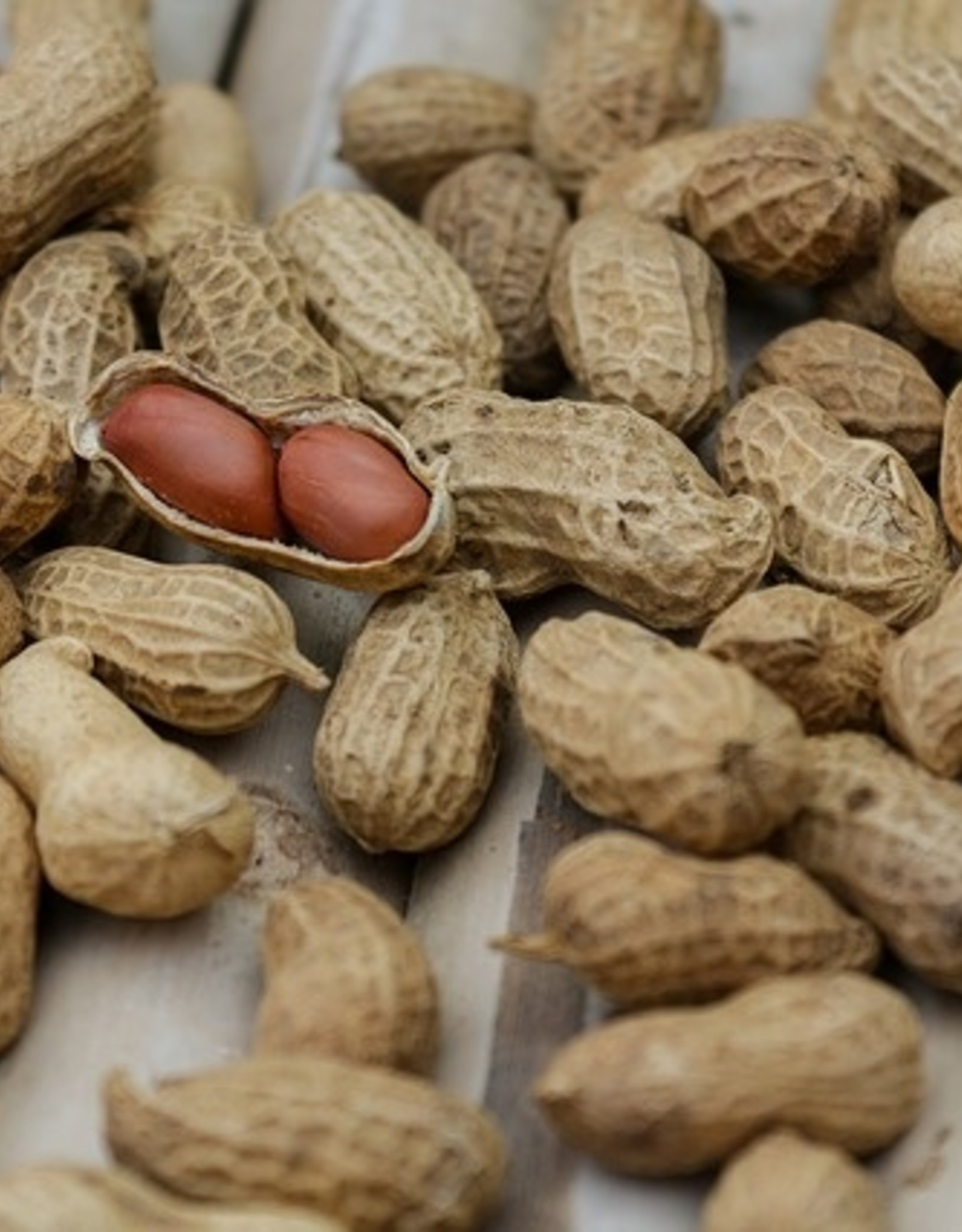 Mill Creek/Seed SHELL50 Roasted Peanuts in Shell - special order